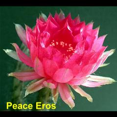 Peace Eros.4.1.jpg 